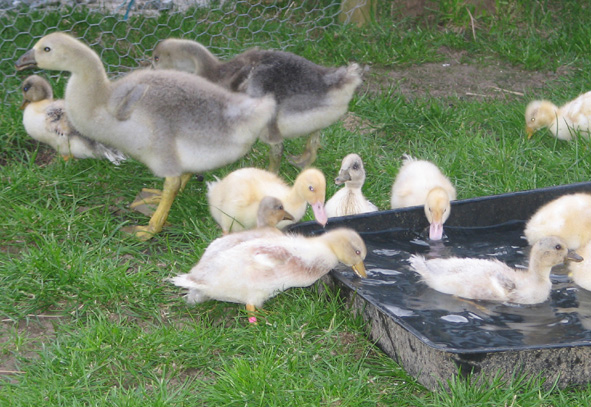 young goslings